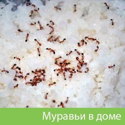 Муравьи в доме в Калининграде