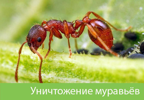Уничтожение муравьёв в городе Калининград